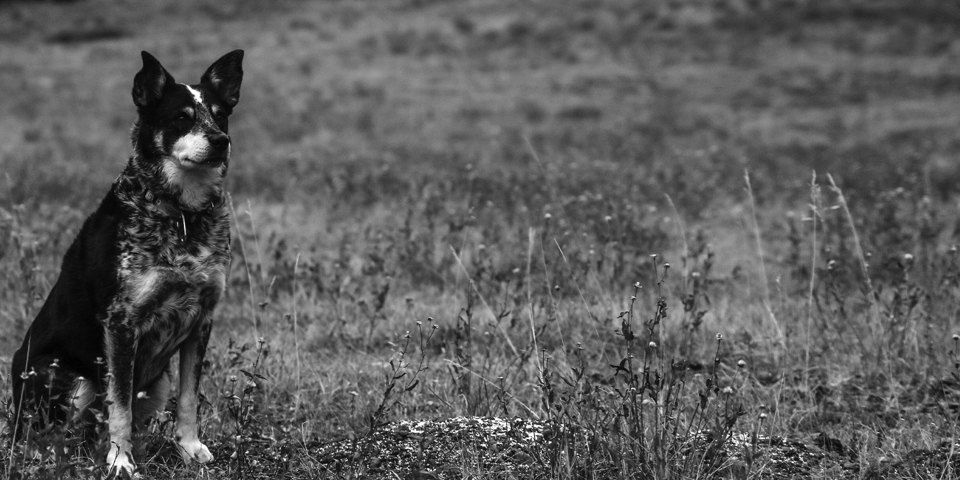 Bushfire safe: making sure your home isn’t underinsured